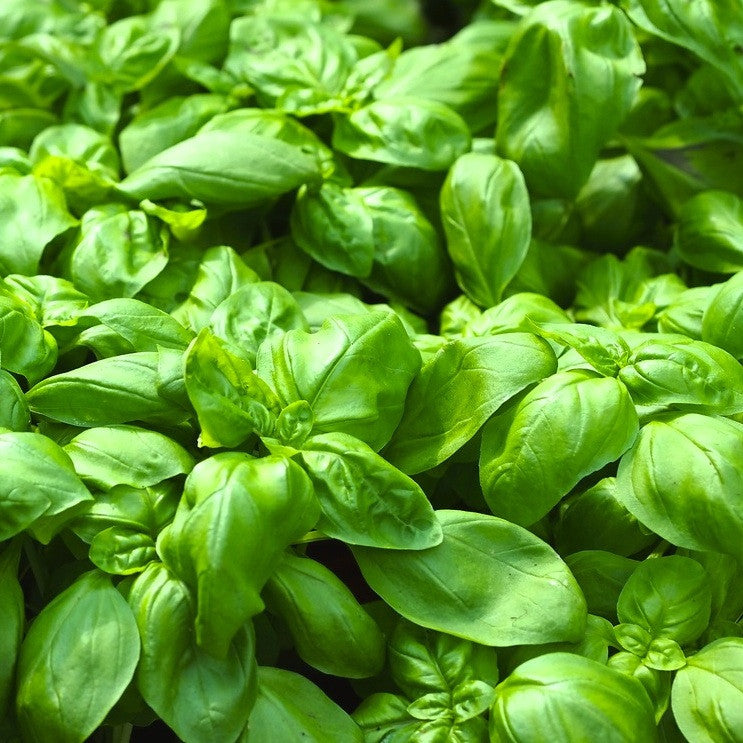 Basil Sweet Organic