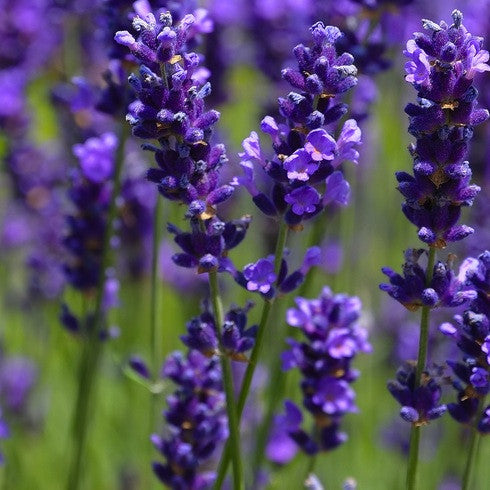Starwest Botanicals Organic Lavender Flowers Super